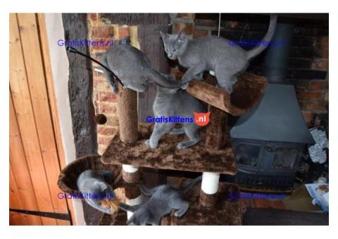 Russische blauwe kittens