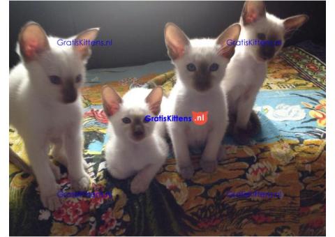 Lieve Siamese kittens