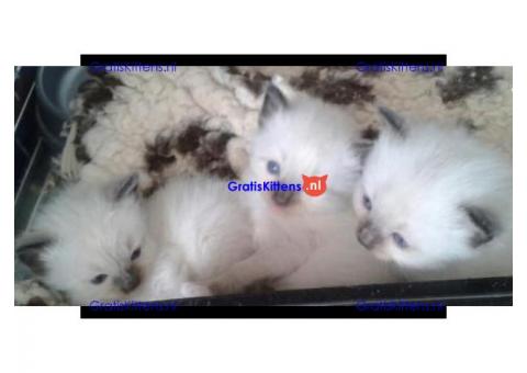 Tica geregistreerde Ragdoll kittens te koop