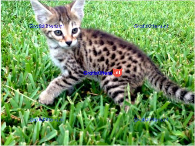 Savanah kittens te koop