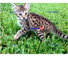Savanah kittens te koop