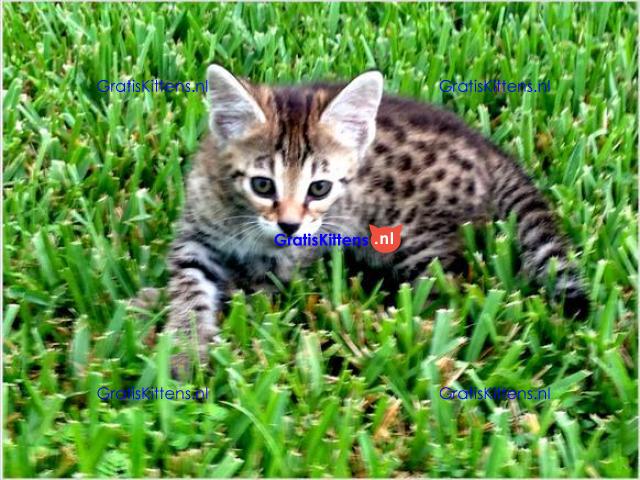 Savanah kittens te koop