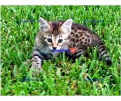 Savanah kittens te koop