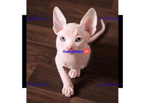 Mooie Sphynx kittens voor adoptie