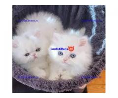 Pretty and Lovely Persian Kittens Available