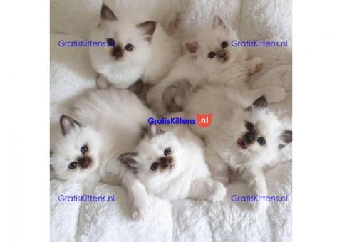 Beautiful Birman Kittens for Sale