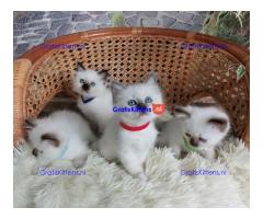 Birman Kittens Ready For Adoption