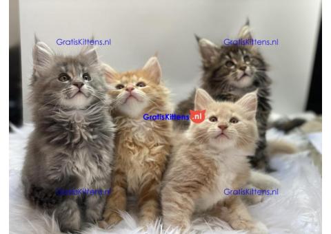 Mignonne Maine Coon kittens