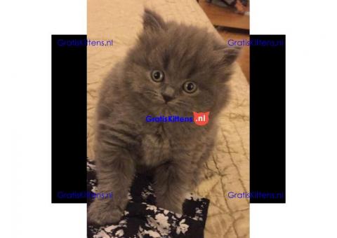 Prachtige britse korthaar kittens met stamboom