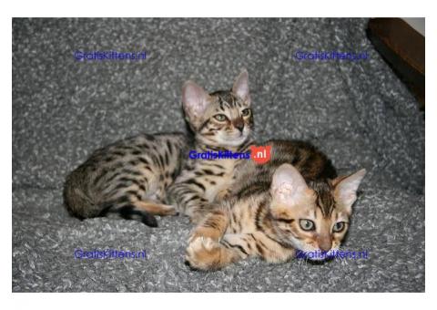 Gevlekte Bengaalse kittens