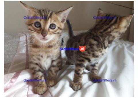 Mooie Bengaalse kittens