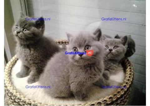 Aanbiddelijke Britse korthaarkatjes voor goedkeuring