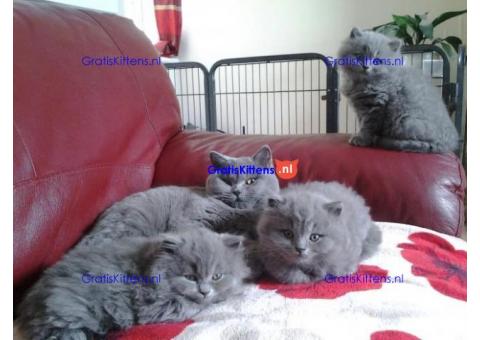 AJAJA Britse Korthaar Katjes