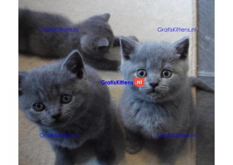Mooie Britse korthaar kittens