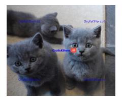 Mooie Britse korthaar kittens