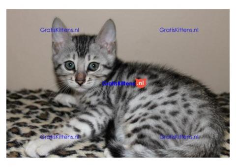Gezonde bengaalse kittens voor adoptie