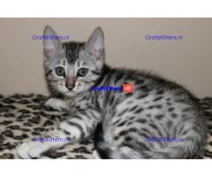 Gezonde bengaalse kittens voor adoptie