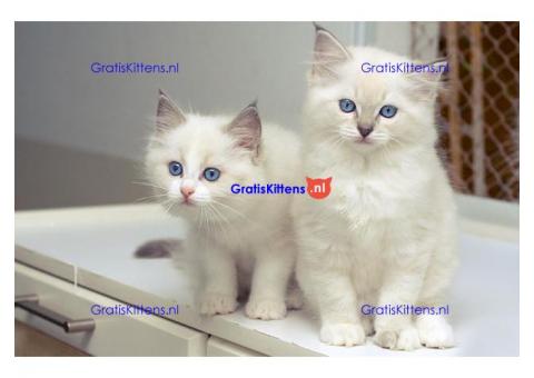 Prachtige M/V Ragdoll kittens