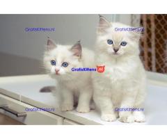 Prachtige M/V Ragdoll kittens