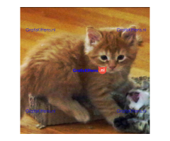 Maine coon kittens met stamboom