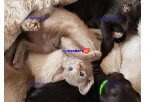 Lieve Siamees katertje