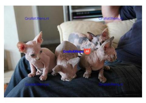 Jolie Sphinx Kittens
