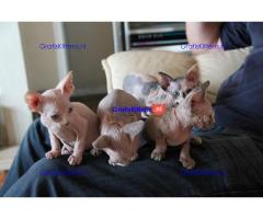Jolie Sphinx Kittens