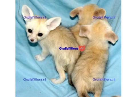 Mannelijke en vrouwelijke Fennec Fox voor adoptie