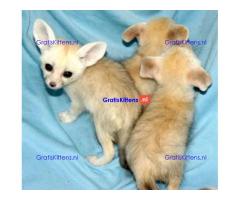 Mannelijke en vrouwelijke Fennec Fox voor adoptie