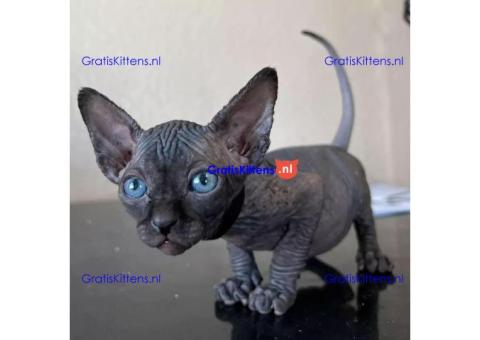 Sphyx-kittens voor gratis adoptie