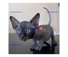 Sphyx-kittens voor gratis adoptie