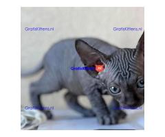 Sphyx-kittens voor gratis adoptie
