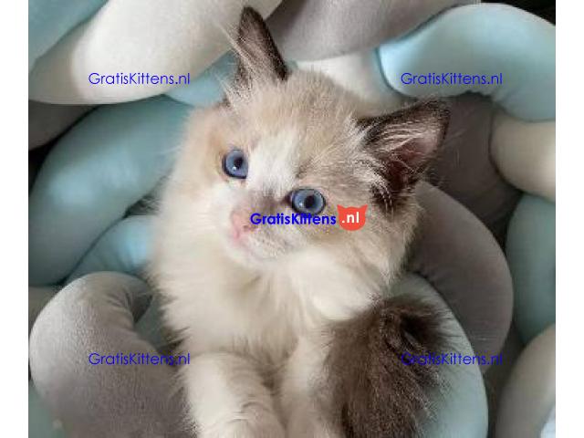 Home Raised Ragdoll Kittens