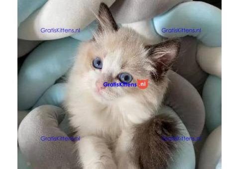 Home Raised Ragdoll Kittens