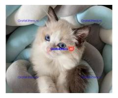 Home Raised Ragdoll Kittens