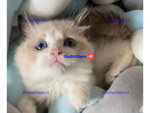 Home Raised Ragdoll Kittens