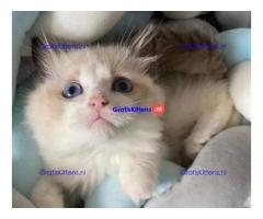 Home Raised Ragdoll Kittens
