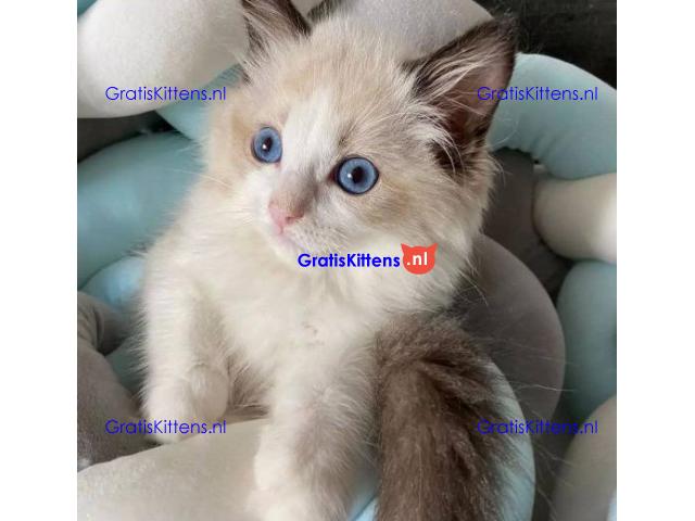 Home Raised Ragdoll Kittens