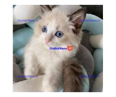 Home Raised Ragdoll Kittens