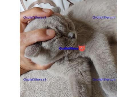 Stamboom Scottish Fold Kittens