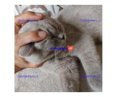 Stamboom Scottish Fold Kittens