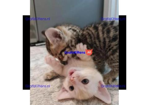 2 kittens gratis regio Lauwe