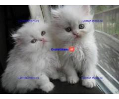 Twee witte Perzische kittens