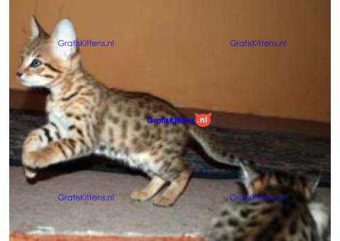 3 lieve Savanah kittens voor herplaatsing