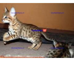 3 lieve Savanah kittens voor herplaatsing