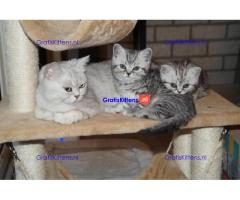 Britse Korthaar/Scottish Fold Blauw en Lilac kitten €  Whatsapp-nummer: +31 6 877 322 95