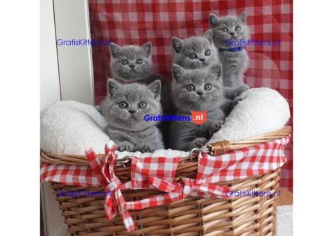 Britse Korthaar/Scottish Fold Blauw en Lilac kitten € Whatsapp-nummer: +31 6 877 322 95
