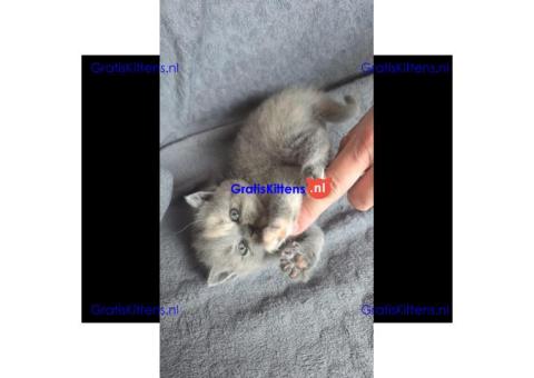 Britse Korthaar/Scottish Fold Blauw en Lilac kitten € Whatsapp-nummer: +31 6 877 322 95
