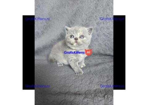 Britse Korthaar/Scottish Fold Blauw en Lilac kitten € Whatsapp-nummer: +31 6 877 322 95
