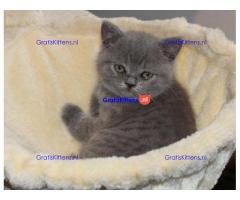 Britse Korthaar/Scottish Fold Blauw en Lilac kitten €  Whatsapp-nummer: +31 6 877 322 95
